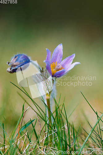 Image of spring flower Pulsatilla pratensis (small pasque flower)