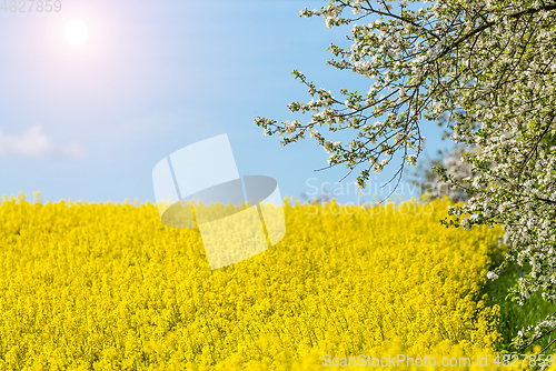 Image of flowering white apple tree