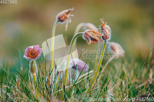 Image of spring flower Pulsatilla pratensis (small pasque flower)