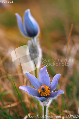 Image of spring flower Pulsatilla pratensis (small pasque flower)