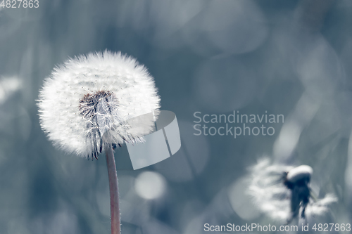 Image of close up of Dandelion on background green grass