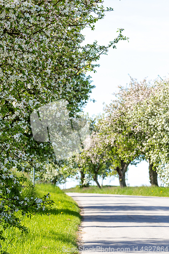 Image of Road with tree in bloom