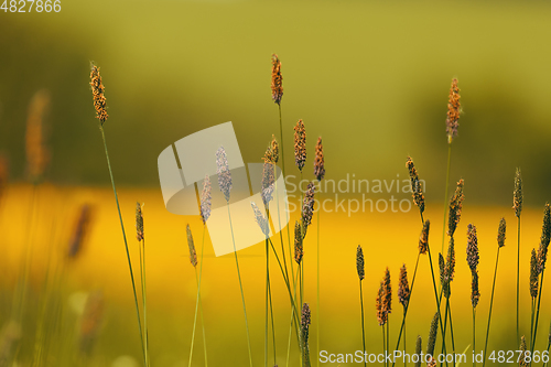 Image of grass on meadow, yellow color