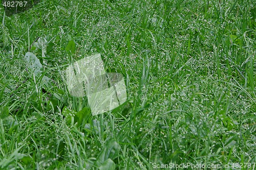 Image of Natural green grass