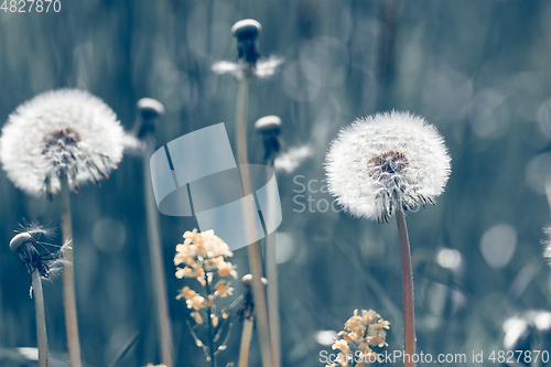 Image of close up of Dandelion on background green grass