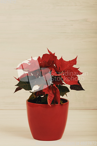 Image of christmas flower red Poinsettia in the pot