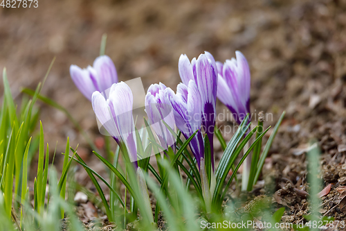 Image of spring flower Pulsatilla pratensis (small pasque flower)