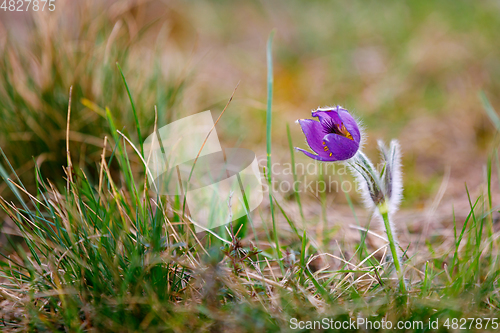 Image of spring flower Pulsatilla pratensis (small pasque flower)