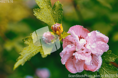 Image of beautiful violet hibiscus flower