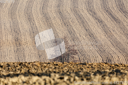 Image of alone tree in front of spring field