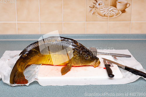 Image of Fresh killed carp (Cyprinus carpio)