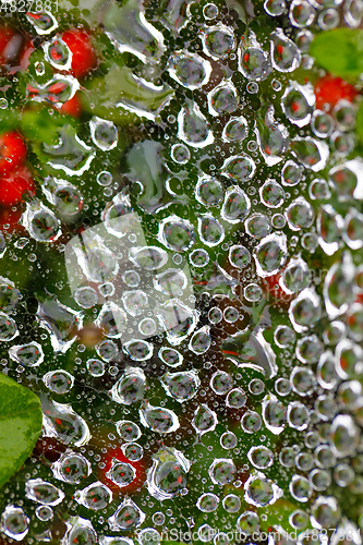 Image of water drop on spider web