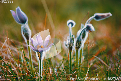 Image of spring flower Pulsatilla pratensis (small pasque flower)