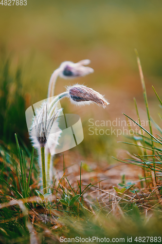 Image of spring flower Pulsatilla pratensis (small pasque flower)