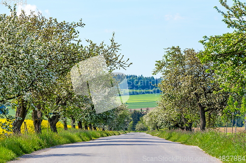 Image of Road with tree in bloom