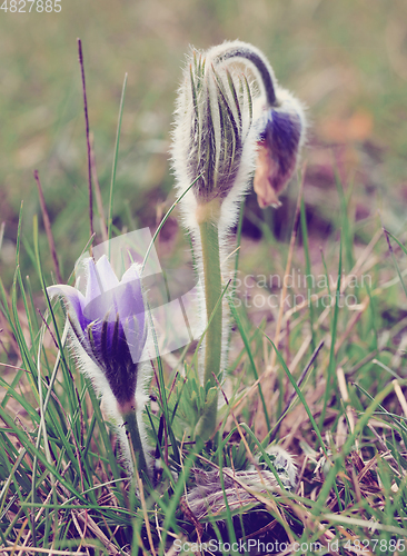 Image of spring flower Pulsatilla pratensis (small pasque flower)