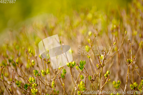 Image of bud on spring tree spring