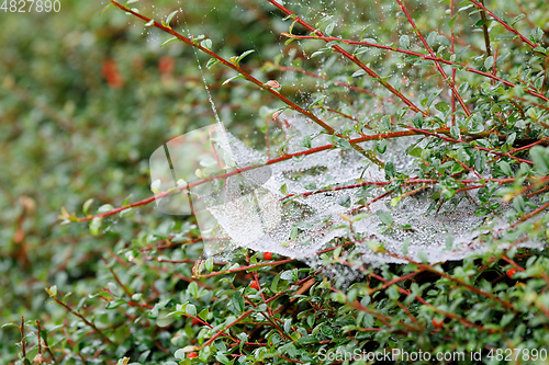 Image of water drop on spider web