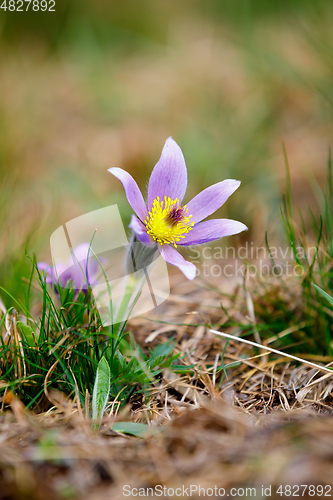 Image of spring flower Pulsatilla pratensis (small pasque flower)