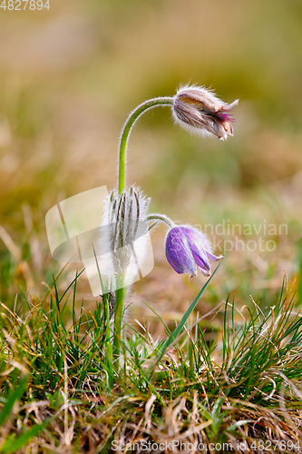 Image of spring flower Pulsatilla pratensis (small pasque flower)