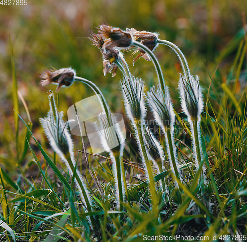 Image of spring flower Pulsatilla pratensis (small pasque flower)