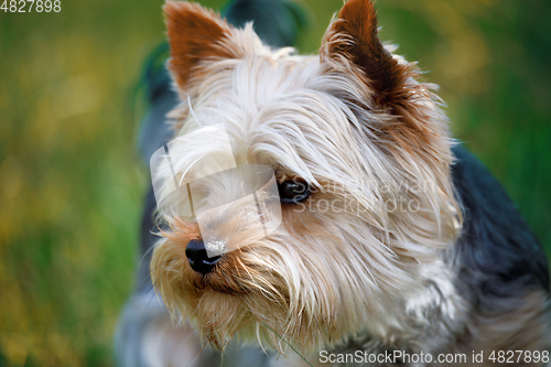 Image of Cute small pet dog yorkshire terrier