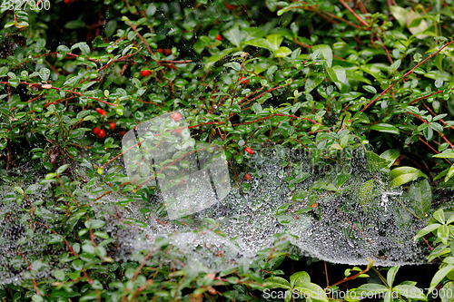 Image of water drop on spider web