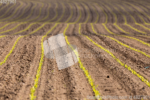 Image of spring plowed field curves