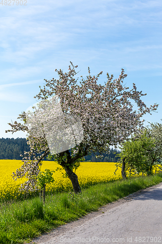 Image of Road with tree in bloom