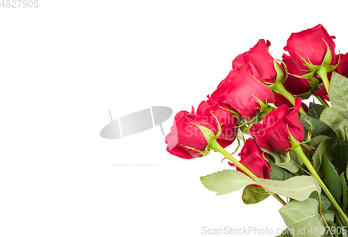 Image of Red roses on white background