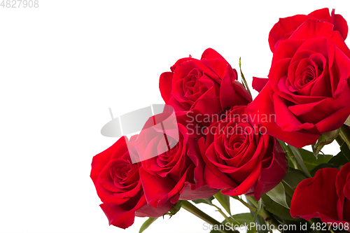 Image of Red roses on white background