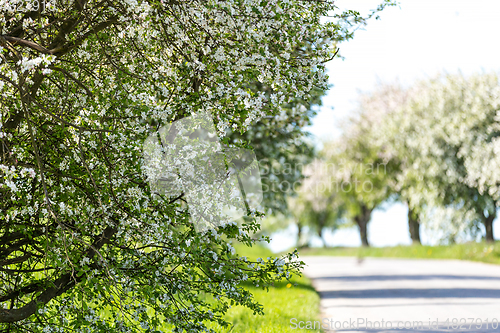 Image of Road with tree in bloom