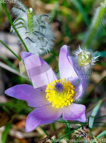 Image of spring flower Pulsatilla pratensis (small pasque flower)