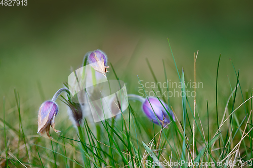 Image of spring flower Pulsatilla pratensis (small pasque flower)