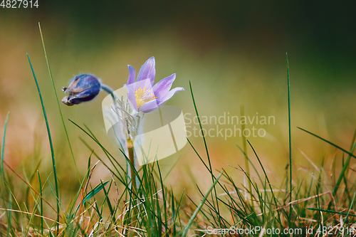 Image of spring flower Pulsatilla pratensis (small pasque flower)