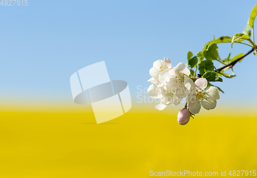 Image of flowering white apple tree