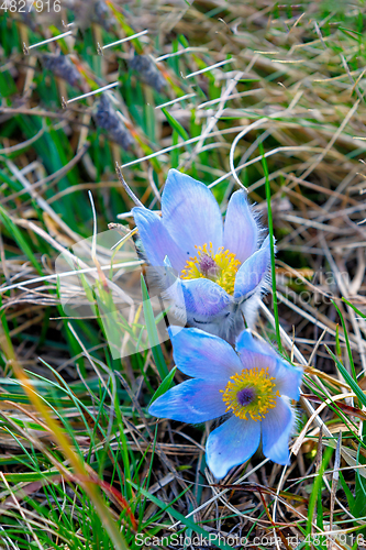 Image of spring flower Pulsatilla pratensis (small pasque flower)