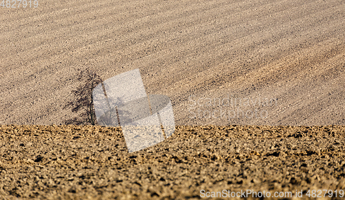 Image of alone tree in front of spring field