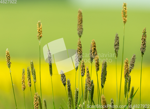 Image of grass on meadow, green color
