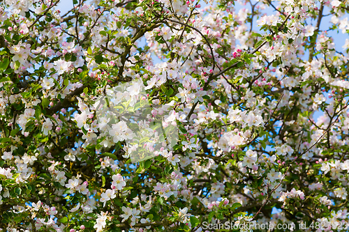 Image of flowering white apple tree