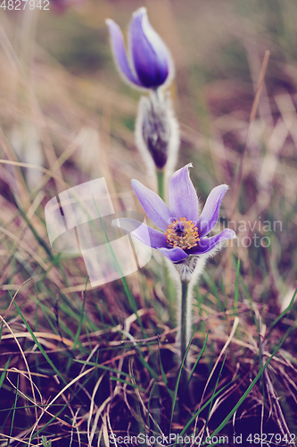 Image of spring flower Pulsatilla pratensis (small pasque flower)