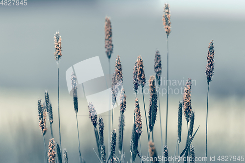 Image of grass on meadow, abstract color