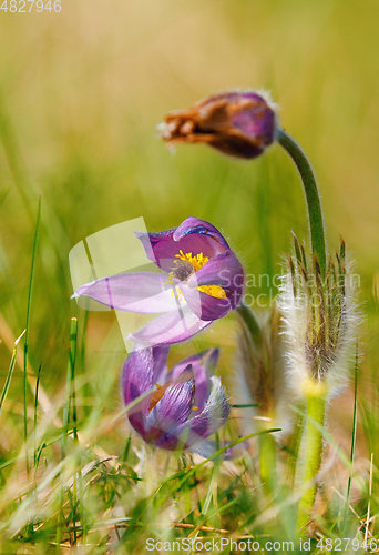 Image of spring flower Pulsatilla pratensis (small pasque flower)