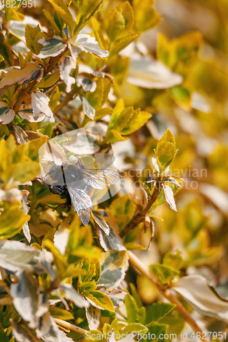 Image of bumble-bee on yellow plant in spring