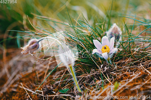 Image of spring flower Pulsatilla pratensis (small pasque flower)