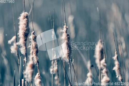 Image of reeds at the pond, abstract background