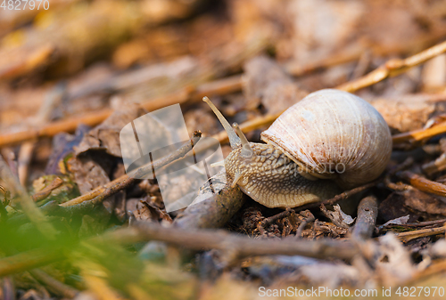 Image of Garden snail (Helix aspersa)