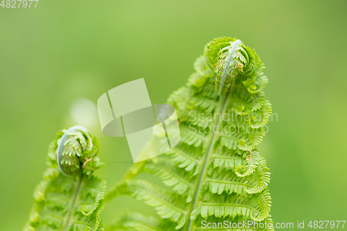 Image of Young green twisted fern leaves