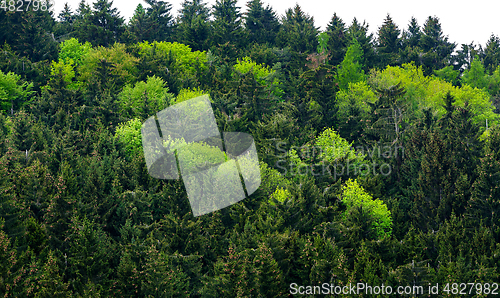 Image of Healthy green trees in a forest of old spruc