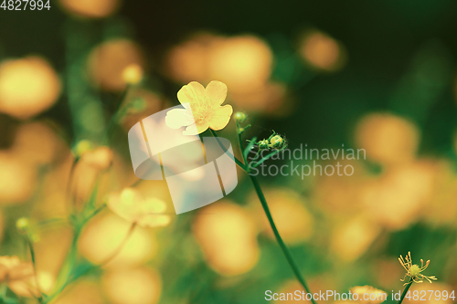 Image of marsh-marigold first flowers in spring